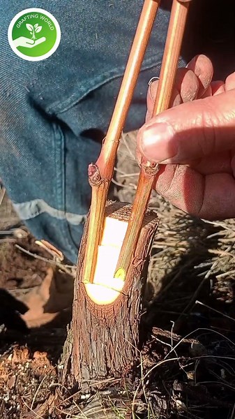 Old School Grape Grafting – Simple Methods for Strong Vines 🍇