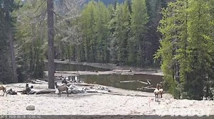 We're seeing a lot of wildlife activity on the I-90 Snoqualmie Pass corridor lately. Here's a couple looks. The first is of four elk just after they crossed the new wildlife overcrossing from north to south Monday afternoon. A couple of them look like they had to work off a little extra energy. The second is a thermal video of a deer wading across Keechelus Lake and being tagged along with by a nearby beaver. | WSDOT