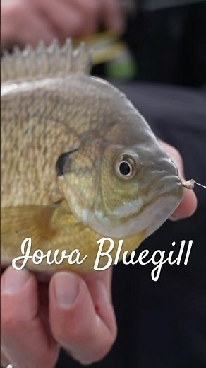 Iowa Bluegill