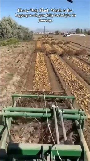 Satisfying Excavator Skills: Timber Hauling