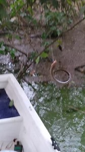 pesca de anguila | Pesca y Aventura