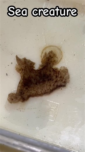What is this sea creature?