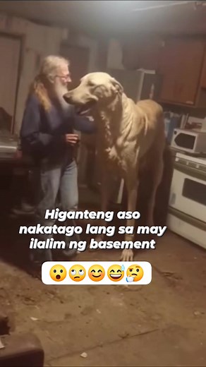 Higanteng aso kala mo kabayo #higante #ASO #contentcreator #content #Amazing | Leslee Ferrer - Pangilinan