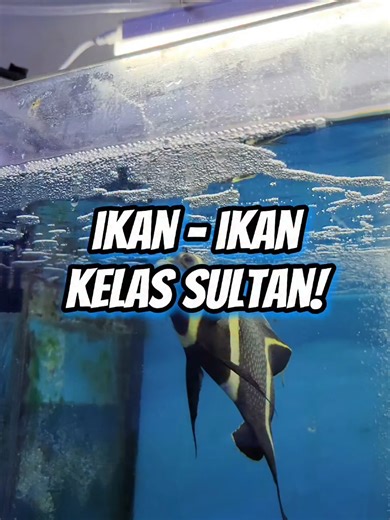 WOI WOI WOI‼️ NEMO GONDRONG ADA LAGI 😱🔥 Dan yang ini GEDE-GEDE, BUKAN KALENG-KALENG! Bukan cuma Nemo doang, di Java Reef lagi ready ikan-ikan kelas sultan 👑 Flame Angel, Achilles, Scribble, Gem Tang, Sohal Tang, Lemon Peel, Multicolor Angel, White Tail, sampe French Angel & Rock Beauty juga ADA‼️ Yang bikin makin aman & santai👇 SEMUA IKAN UDAH MAKAN PELET 💪 Dan pastinya pakai Ocean Nutrition ➡️ warna keluar ➡️ badan padet ➡️ adaptasi gampang Buruan sebelum keduluan‼️ Siapa cepet dia dapet �
