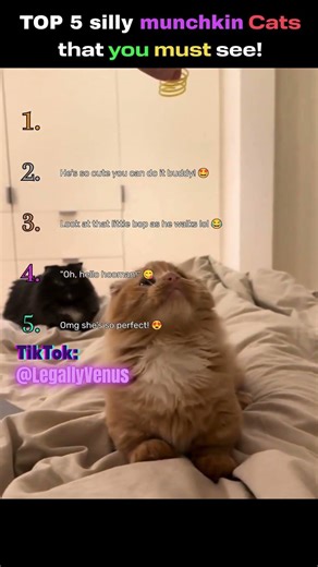 TOP 5 Silly munchkin Cats that you MUST see! #catvideos #munchkin #shorts