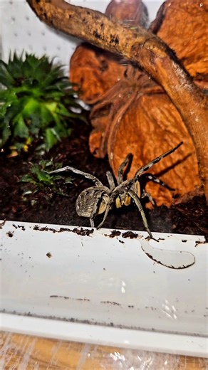 C'était ma plus grande araignée !