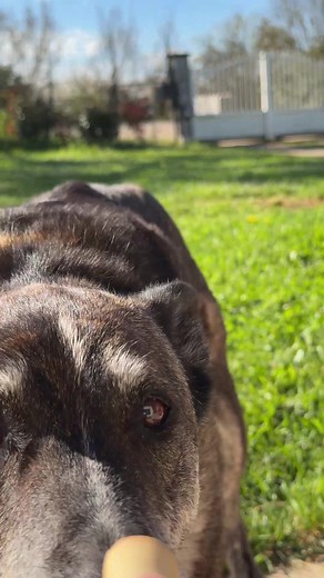 Adoptez Lucky ou Nina : Deux Chiens à Secours