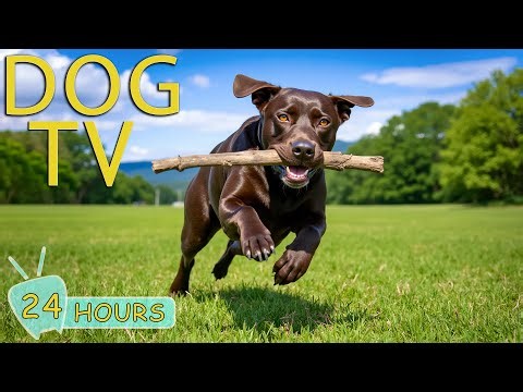 DOG TV: Videos Anti-Stress & Relaxing Music to Keep Dogs Calm When Home Alone - Best Music for Dogs