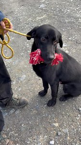 Birch 10 mnts old. | Animal Haven Ireland