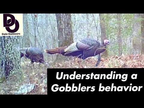 Understanding a GOBBLERS Behavior / Having more TURKEY HUNTING success