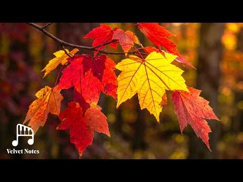 Autumn Leaves 4K 🍂 Piano Relaxation Film - Calm Music for Focus & Sleep