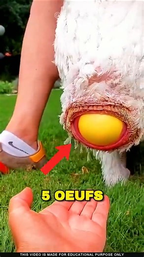 Top 5 cutest eggs… that will disgust you for life 😳🥚