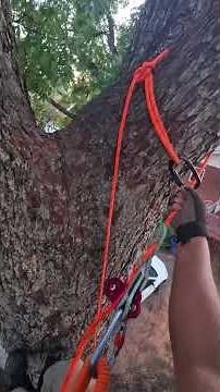 Let’s climb Part 3. #arborist #treeclimbing #dji #climbing #outdoors #nature