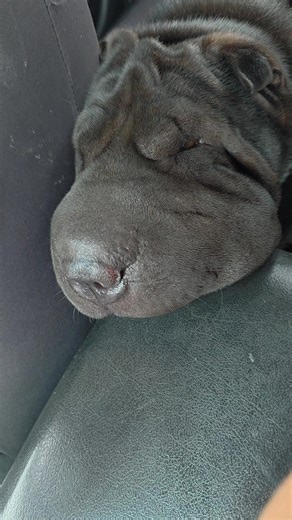 snoozing in the car #sharpei #meithesharpei #sleeping #fyp #australia