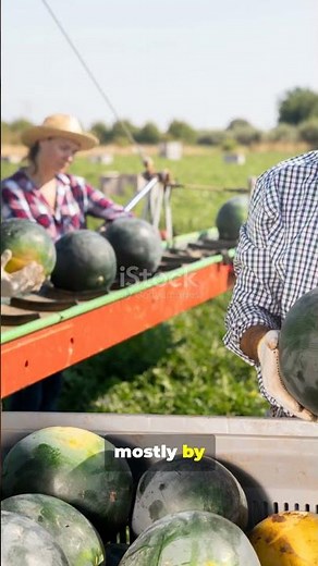 the biggest watermelons ever grown