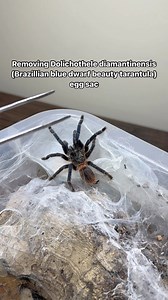 95K views · 473 reactions | Another successful Dolichothele diamantinensis (Brazillian blue dwarf beauty tarantula) eggsac we pulled recently. ~50 EWL/1i slings. They are all 1i now and should be molting to 2i and ready to go soon! buddha-bugs.com #tarantula #tarantulas #spiders #spider #arachnid #arachnids #brazilianbluedwarfbeauty #dolichothelediamantinensis #newworldtarantula | Buddha Bugs | Facebook