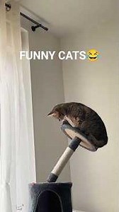 Funny cats