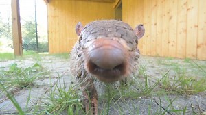 Gürteltier-Opa Kasimir geht im hohen Gras spazieren Wir lassen Sechsbinden-Gürteltier Kasimir bei schönem Wetter gerne mal eine Runde laufen in einer der Außenanlagen an unserer Außenstation, wo der Gürteltier-Opa derzeit untergebracht ist. Im beigefügten Video könnt Ihr gut sehen, wie Kasimir zunächst recht vorsichtig und langsamen Schrittes die nicht vertraute Umgebung unter die Lupe nimmt, ehe er bedächtig losspaziert und schließlich gut aufdreht. Dabei untersucht Kasi laut riechend all die v