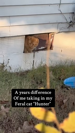 Last year the cat distribution center chose me for a feral ginger cat. Here we are a year later & Hunter is honestly the highlight of my mornings #feralcat #catdistributionsystem #barncat | London's Priorities