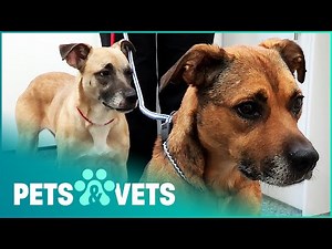 Animal Welfare Officers Save Mistreated Dogs | The Dog Rescuers Compilation | Pets & Vets