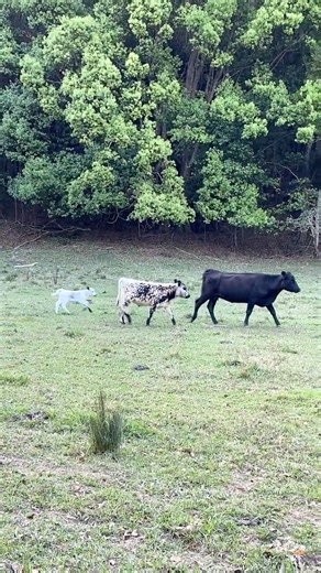 Young Australian Cows and Baby calves 1 #shorts #content #cow #calves