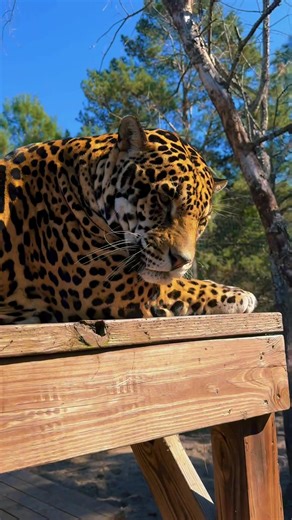 Funny Leopard #leopard #funnyvideos #funny #funnyanimals #animals #funnymoments #fyp