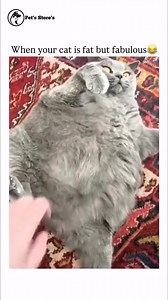 Fabulous cat 😻 | Pet's Store's