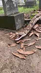 This massive python was caught on camera moving through a cemetery. Pure nightmare fuel. #python #snake #cemetery #nightmare #wildlife #viralvideo #creepy | Bakti Saputra