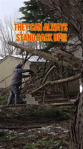 This Tree STOOD BACK UP While I Was Cutting It!!!