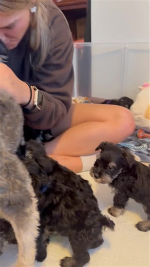 ❤️ Mini Schnauzer Babies | Black Beard's Kennel Mini Schnauzers & Mini Poodles