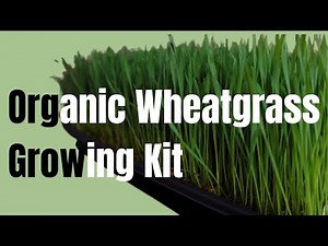 Organic Wheatgrass Growing Kit