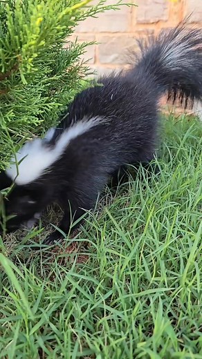 Outdoor Adventures part 2 #skunks #asmrsounds #foraging #sniffsniff | Mr. Howie Mansmell
