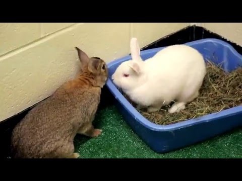 Rabbit Speed Dating Leads to Bunny Romance