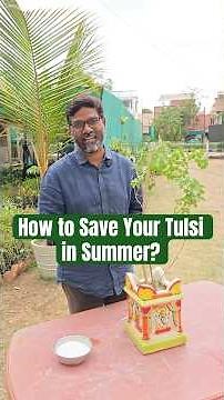 Tulsi Plant Turning Yellow? Try This Simple Solution!