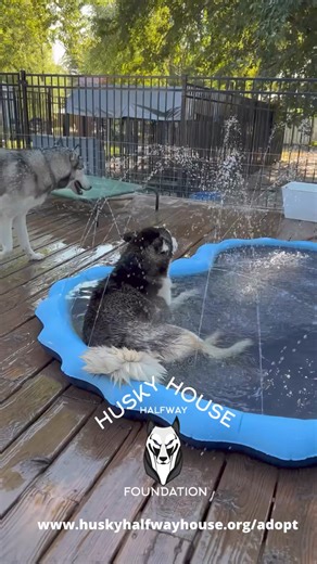 561K views · 14K reactions | Snow dogs know how to summer around here, who needs a snow dog in their life? Apply to adopt at www.huskyhalfwayhouse.org/adopt. #huskyrescue #supportrescue #adoptme | Husky Halfway House | Facebook
