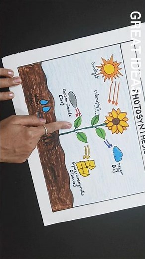 How To Draw Photosynthesis Project | Photosynthesis Drawing #photosynthesisdrawing #shorts