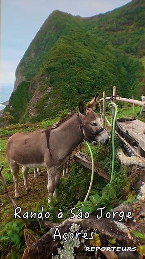 Randonnée à São Jorge, Açores