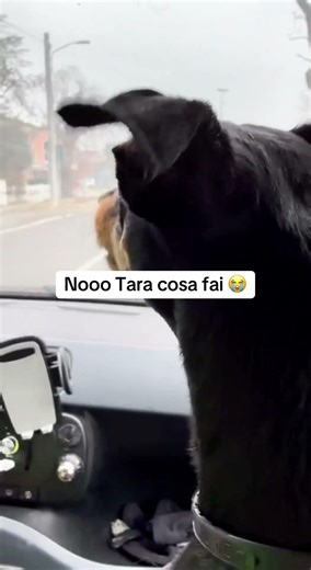 Tara è cattiva 😭