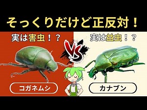 カナブンとコガネムシの違いとは？見分け方・飛び方・幼虫まで徹底比較【ずんだもん解説】