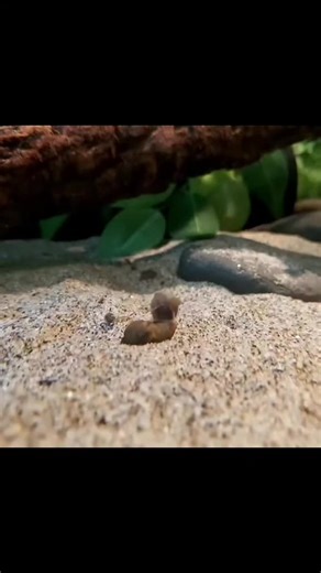 Crush the eastern spiny soft shell turtle . He was the life and soul of the fishroom. Such an interactive turtle 🐢 #tombzysfishroom #turtle #easternspinysoftshellturtle #fyp