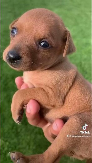 Miniature pinscher puppies