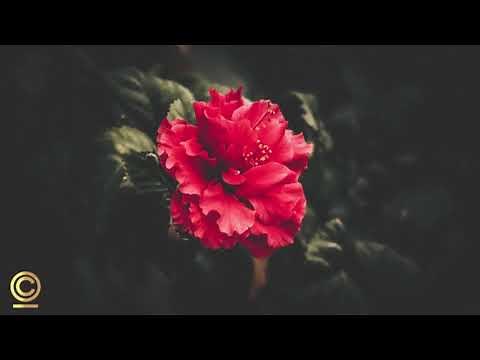 Méditation Guidée de 15 minutes en français