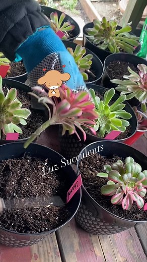 My Rare Aeonium Propagation from Cuttings #succulents #aeoniums #cuttings #propagation | Luz Yuhas