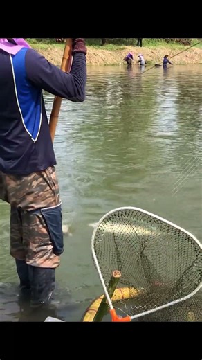 Lift net fishing in a pond in Ban Thung Thong #fishing #viral #fish #carpfishing #fishinglife #li...
