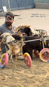 Broken bodies. Unbreakable hearts #paralyseddog #vosah | Voice of stray animals hapur - VOSAH
