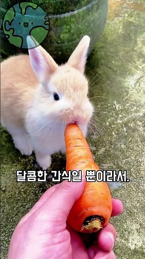 7 Secrets of Rabbits You Don't Know #Rabbit #AnimalFacts #shorts