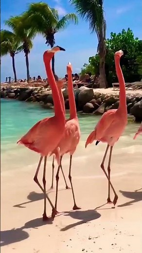 Flamingos Dance Like They’re in a Talent Show!