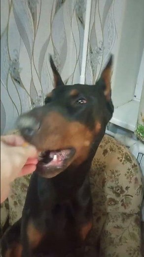 Soft Barking & Crunchy Bagel Eating | Doberman ASMR