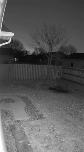 When the Tree Woke Up#CCTV #HorrorShort #NightCreature #AutumnHorror #TreeMonster #CaughtOnCamera