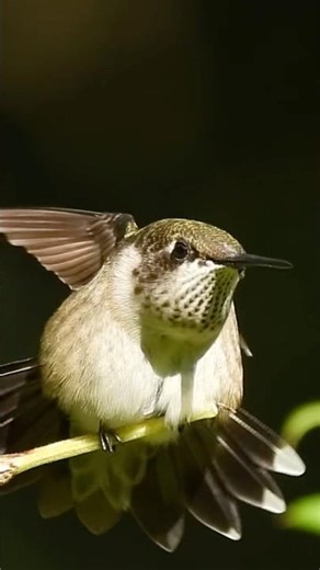 Female Ruby-throated Hummingbird stretching her wings #hummingbird